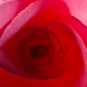 Rose1